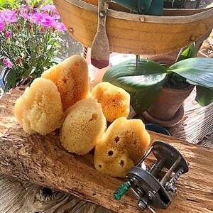 May include: Four natural sea sponges of various sizes and shapes, arranged on a wooden surface. A vintage fishing reel with a green handle is in the foreground. The background features a whimsical figurine of a sailor in a boat.