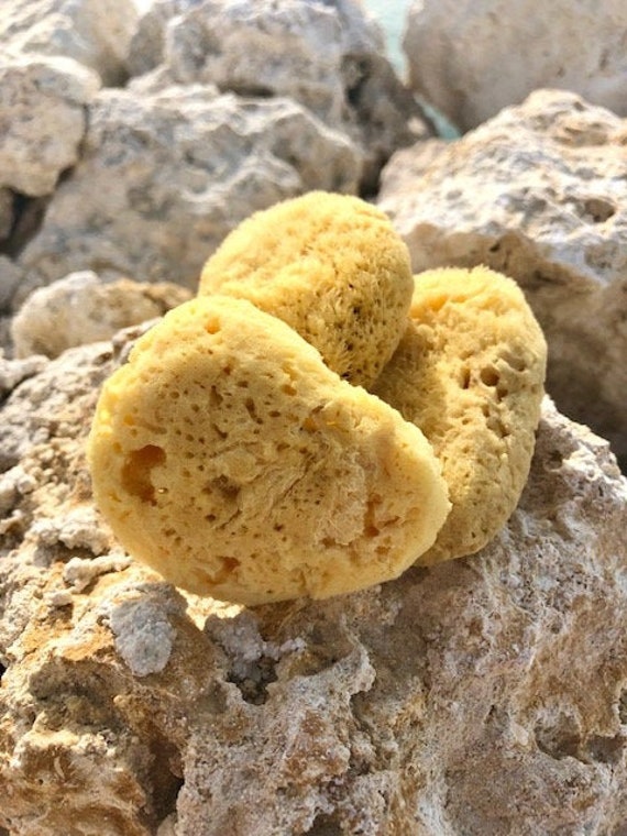 BULK 5pc SEA Sponge, 4-5 Size, Natural, Yellow, Bath, Cosmetic, Soap,  Natural & Sustainably Harvested, Free USA Ship, Two Wild Hares