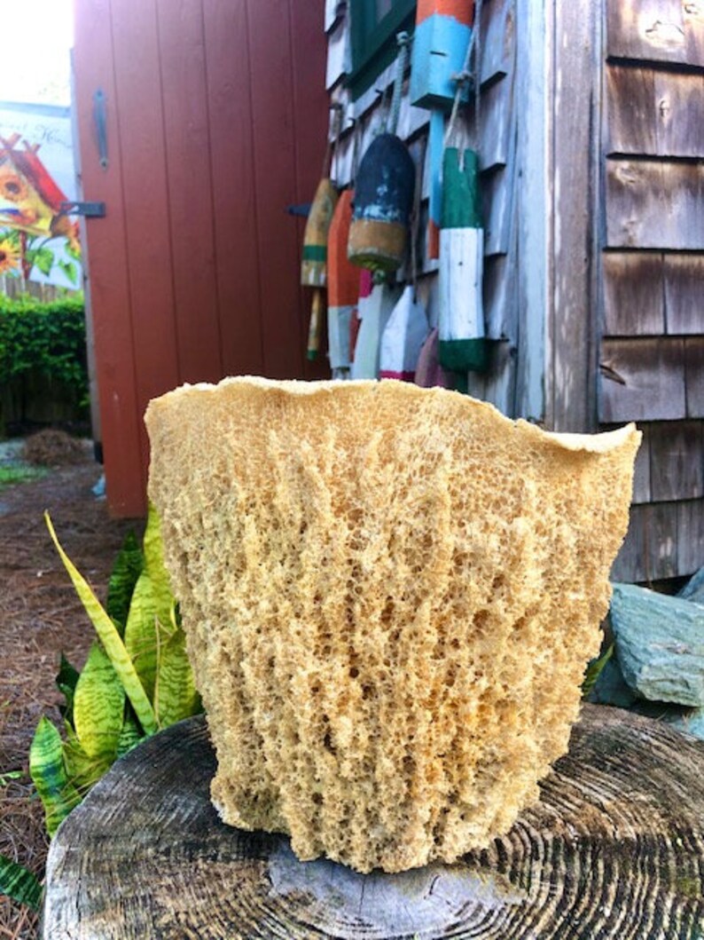Vase Sea Sponge Basket Sponge Irregular Tufted Surfaces and Etsy