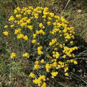 Surgras soap with Helichrysum, SAF, without essential oil image 6
