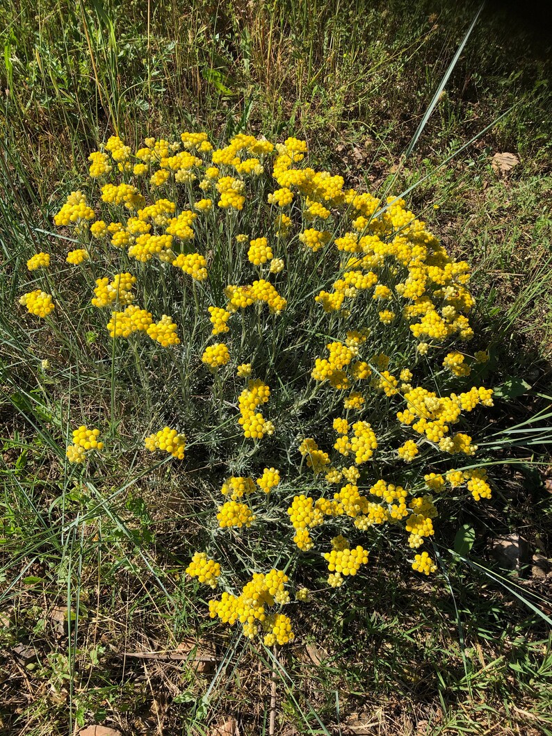 Surgras soap with Helichrysum, SAF, without essential oil image 6