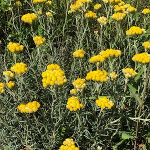 Surgras soap with Helichrysum, SAF, without essential oil image 7