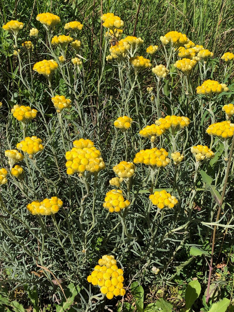Surgras soap with Helichrysum, SAF, without essential oil image 7