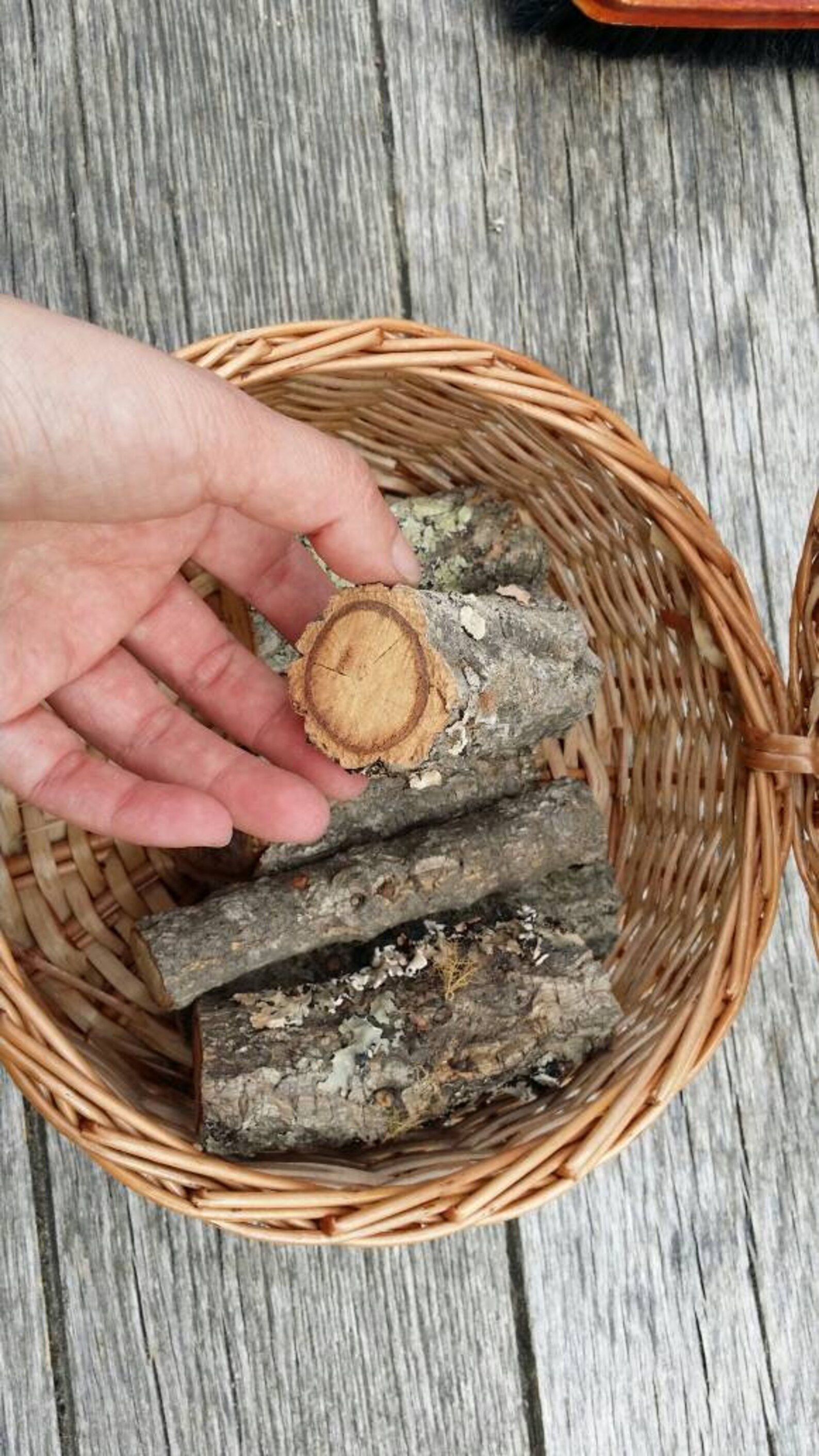 6 Cork Tree Wood Small Log Pieces From Portugal As Shown In Etsy