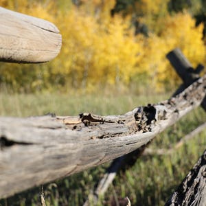 Wooden Fence in Fall Photograph