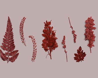 Crimson Pressed Botanical PNG - High Resolution, Transparent Background, Floral Design Elements for Digital Art, PSD, Procreate, Affinity