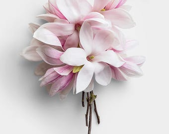 Fresh Pink & Purple Magnolia Bouquet PNG Image - Fragrant Floral Springtime Garden Decorative - Blooming Botanical Elegance for Projects