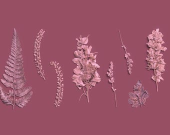 High-Resolution Rose Quartz Pressed Botanical PNG Pack, Professional Digital Art for Designers, Calligraphers, PSD, Procreate Compatible