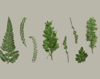 High-Resolution Pressed Botanical PNG Pack for Calligraphy, Digital Art, Floral Illustrations - Versatile, Customizable Nature Elements