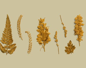High-Resolution Pressed Botanical PNG Pack, Golden Floral Elements for Designers, Customizable for PSD, Procreate, Affinity Designer