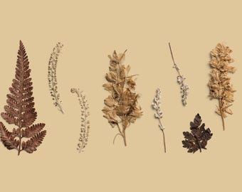 High Resolution Pressed Botanical PNG Pack - Versatile, Customizable Digital Art Elements, Calligraphers - Rustic, Vintage Style
