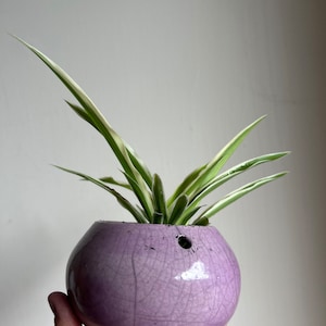 May include: A small, round, lavender ceramic planter with a crackle glaze, holding a spider plant. The planter has a single drainage hole. The spider plant has long, green and white striped leaves.
