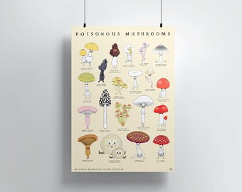 Poisonous mushrooms print | High quality digital print | Original illustration | Gift for foragers | Botanical poster