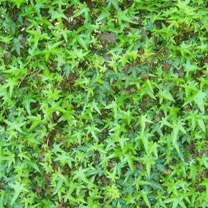 Puede incluir: Primer plano de una densa pared de hiedra verde. Las hojas son de un verde vibrante, con una mezcla de tonos claros y oscuros. Las hojas tienen una forma distintiva de estrella, creando un fondo texturizado y natural. Algunas hojas marrones están intercaladas.