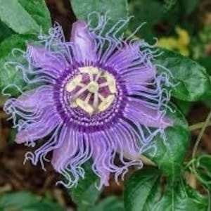 Passion Flower Plant,Live Bare Root  , Maypop - Passiflora