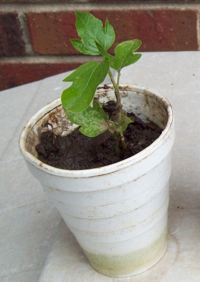 Passion Flower PlantLive Bare Root Maypop Passiflora Etsy