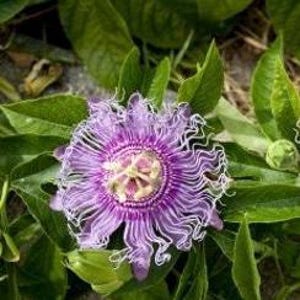 1 Maypop Purple Passion Flower Live Plant Vine, Bare Root, 3” to 6" tall plant