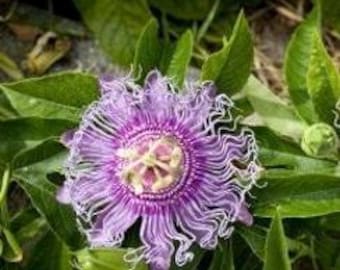 1 Maypop Purple Passion Flower Live Plant Vine, Bare Root, 3” to 6" tall plant