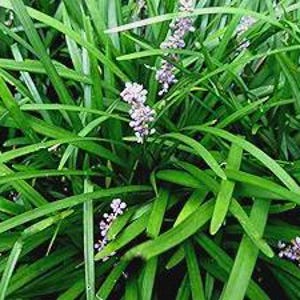 Puede incluir: Primer plano de una exuberante planta verde con hojas largas y delgadas y pequeñas flores moradas. La planta parece crecer densamente, con las hojas superpuestas creando una apariencia llena y vibrante. Las flores están agrupadas a lo largo de los tallos, agregando un toque de color.