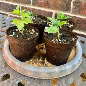 1 Maypop Purple Passion Flower Live Plant Pine,  3” to 6" in pot