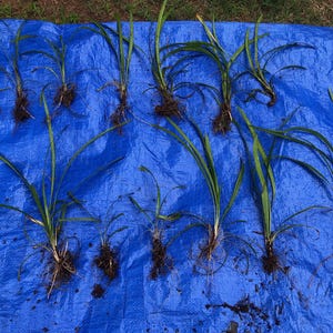 Puede incluir: Un conjunto de plantas con hojas largas y verdes y raíces expuestas, dispuestas sobre una lona azul brillante. Las plantas varían en tamaño, algunas son más pequeñas que otras. Las raíces son marrones y las hojas de un verde vibrante.