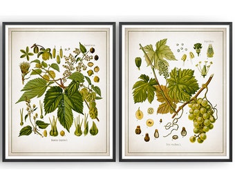 BEER BREWING WINEMAKING Botanical Art - Set of 2 Prints - Hop - Grapevine - Kitchen Decor