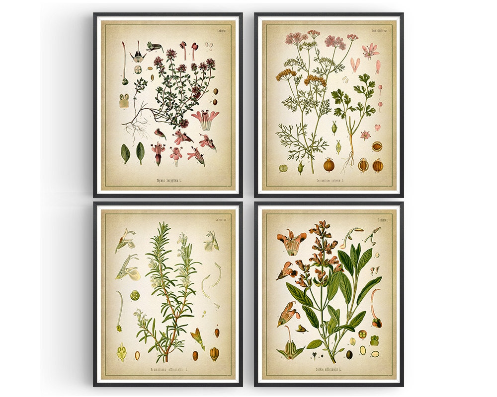 Herb Botanical Prints Set of 4 Herb Prints Thyme - Etsy