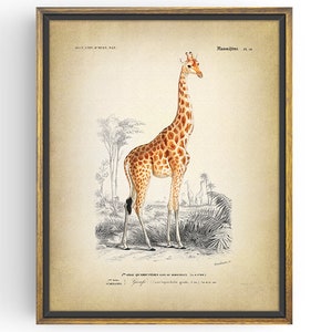 GIRAFFE Print - Vintage Giraffe Poster - Jungle Print - African Giraffe - Animal Illustration - Safari Print - Unframed