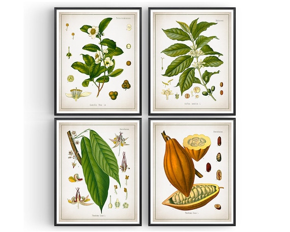 TEA COFFEE CHOCOLATE Botanical Prints Tea Plant Coffee | Etsy
