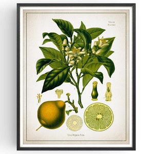 BERGAMOT - Botanical Print - Vintage Botanical - Aromatherapy Art - Medicinal Plant - Botany Print - Plant Decor - Kitchen Decor - Unframed
