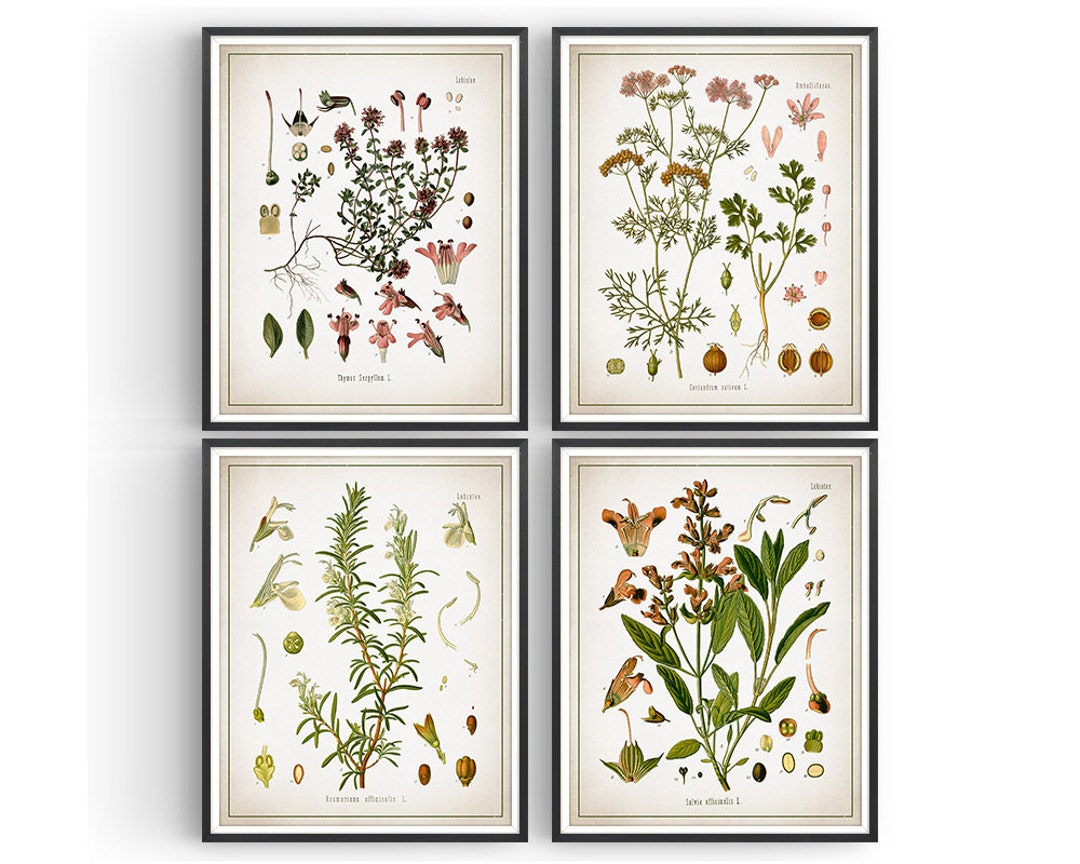 botanical herb prints set of 4 unframed botanical herb... Herb Botanical Prints - Set of 4 Herb Prints - Thyme - Coriander ...