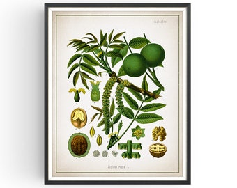 Limes /& Walnuts Digital Prints Prints of Food French Art Engravings Vintage Botanical Prints Bohemian Set of Two Prints for Kitchen