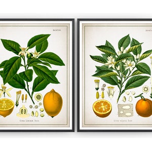 CITRUS FRUIT Botanical Prints Set of 2 Lemon Print Orange Print Citrus Prints Fruit Gift Kitchen Decor Unframed image 1