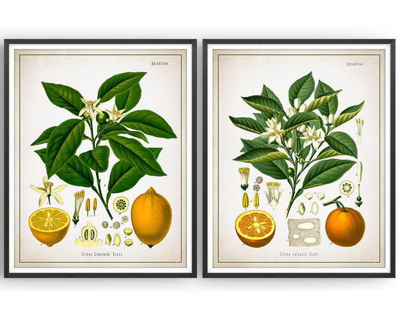 CITRUS FRUIT Botanical Prints Set of 2 Lemon Print Orange Print Citrus Prints Fruit Gift Kitchen Decor Unframed image 1