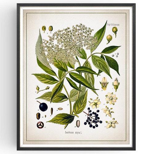ELDER Botanical Print Vintage Botanical Elderflower Art - Etsy