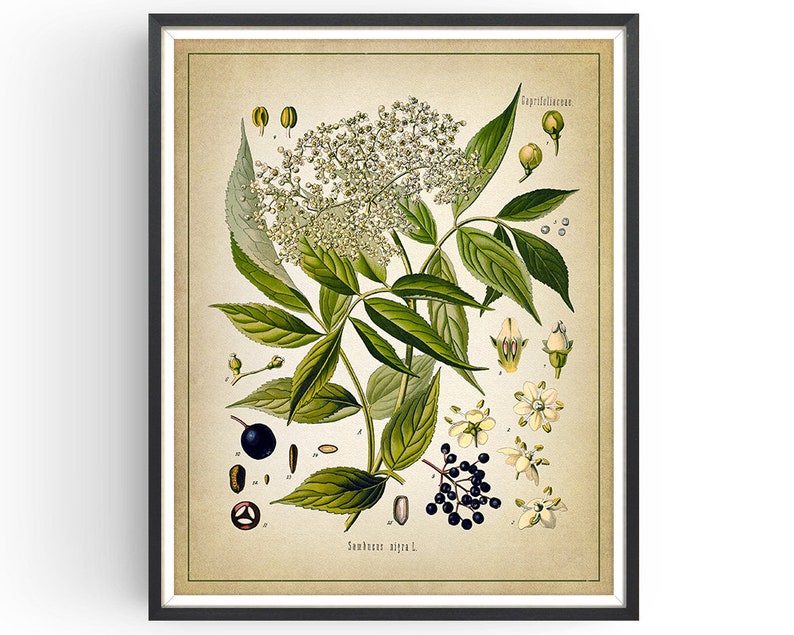 ELDER Botanical Print Vintage Botanical Elderflower Art Medicinal Plant Botany Print Plant Decor Kitchen Decor Unframed Antique Paper