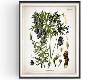 WOLFSBANE - Botanical Print - Werewolf Weapon - Queen of Poisons - Witches Kitchen - Aconite - Medicinal Plant - Botany Print - Unframed