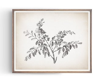 Vintage Botanical Sketch - Antique Branch - Farmhouse Decor - Rustic Print - French Country Decor - Fine Art Print - Unframed - PL124