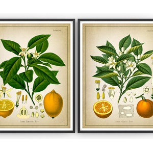 CITRUS FRUIT Botanical Prints Set of 2 Lemon Print Orange Print Citrus Prints Fruit Gift Kitchen Decor Unframed image 2