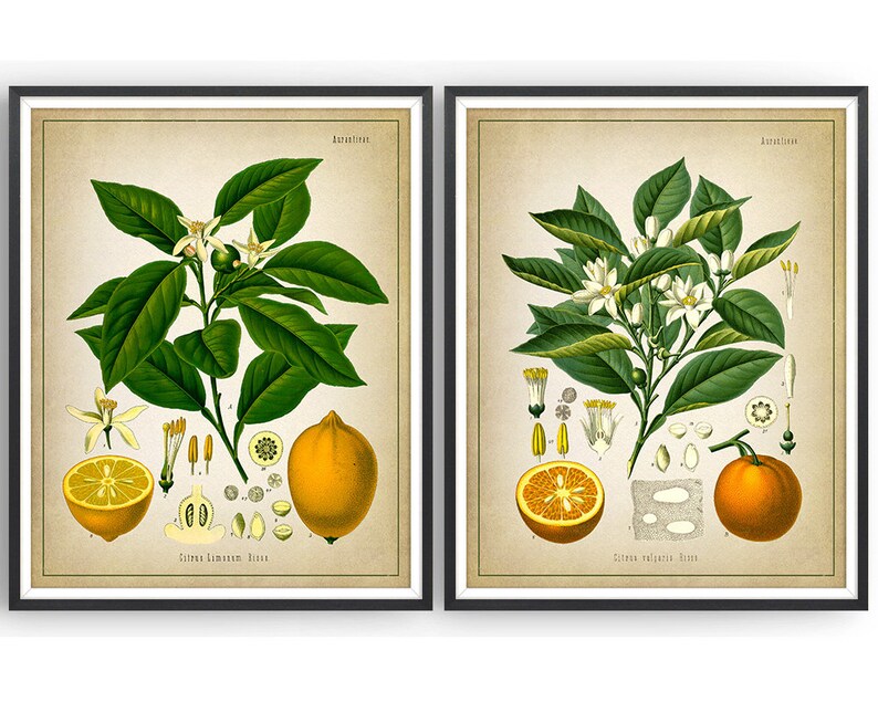 CITRUS FRUIT Botanical Prints Set of 2 Lemon Print Orange Print Citrus Prints Fruit Gift Kitchen Decor Unframed image 2