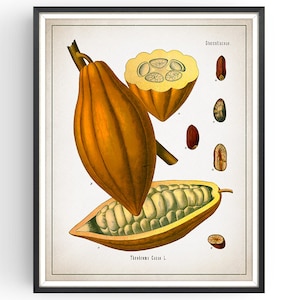COCOA POD - Botanical Print - Vintage Botanical - Chocolate Art - Medicinal Plant - Botany Print - Plant Decor - Kitchen Decor - Unframed