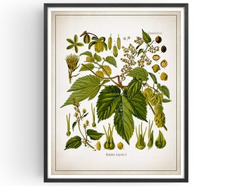 HOP - Botanical Print - Vintage Botanical - Aromatherapy Art - Medicinal Plant - Botany Print - Plant Decor - Kitchen Decor - Unframed