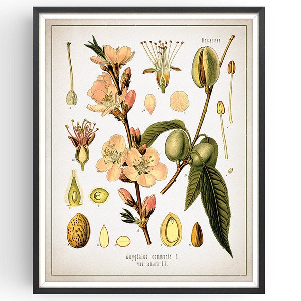 ALMOND Print - Botanical Print - Vintage Botanical - Aromatherapy Art - Medicinal Plant - Botany Print - Plant - Kitchen Decor - Unframed