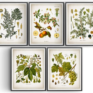 ALCOHOL MAKING PLANTS - Botanical Prints - Set of 5 - Hop - Grapevine - Apple - Juniper - Wormwood - Beer Lover - Brewing Decor - Unframed