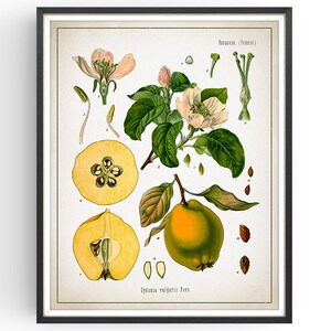 QUINCE - Botanical Print - Vintage Botanical - Fruit Art - Medicinal Plant - Botany Print - Plant Decor - Kitchen Decor - Unframed