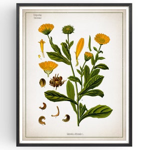 MARIGOLD - Botanical Print - Vintage Botanical - Calendula Art - Medicinal Plant - Botany Print - Plant Decor - Kitchen Decor - Unframed