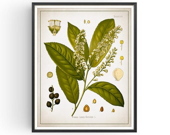 CHERRY LAUREL - Botanical Print - Vintage Botanical - Poison Art - Medicinal Plant - Botany Print - Plant Decor - Kitchen Decor - Unframed