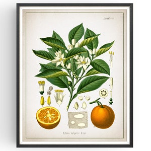 ORANGE - Botanical Print - Vintage Botanical - Aromatherapy Art - Medicinal Plant - Botany Print - Plant Decor - Kitchen Decor - Unframed