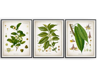 COFFEE TEA CHOCOLATE - Botanical Prints - Coffee Arabica - Tea Plant - Cocoa Plant - Hot Chocolate - Cafe Decor - Kitchen Decor - Unframed