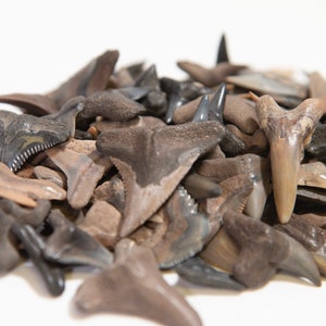 Florida Shark Tooth Confezione da tre (una confezione da tre)